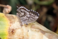 Le Brun des plargoniums (Lpidoptre - Lycaenidae - Cacyreus marshalli) 